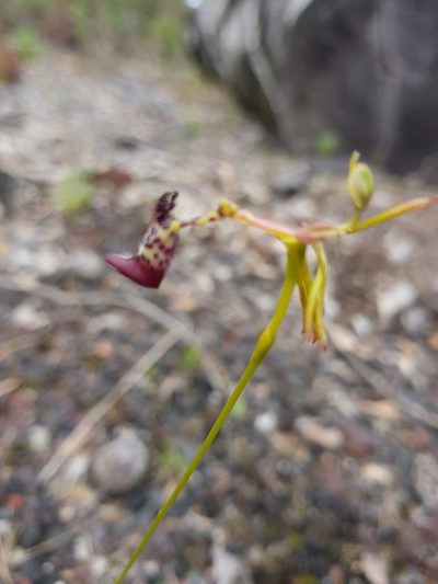 Drakaea livida, photographed by Em Lamond