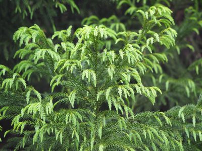 Cryptomeria japonica, photographed by 葉子