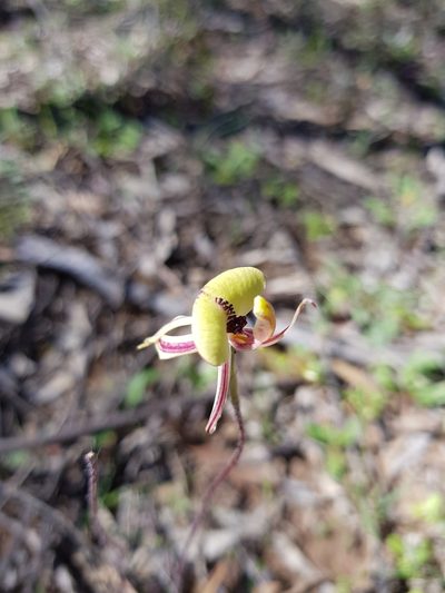 Caladenia roei, photographed by Em Lamond