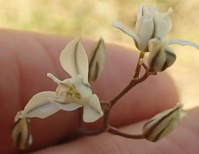 Eriospermum ornithogaloides, photographed by Peter Warren