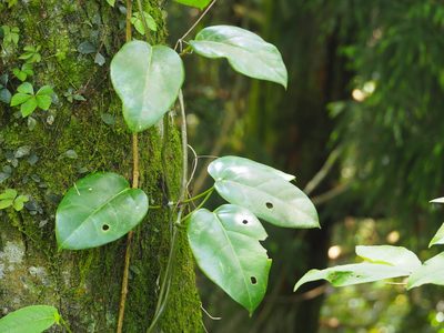 Marsdenia formosana, photographed by 葉子