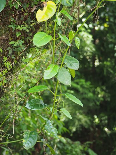 Marsdenia formosana, photographed by 葉子
