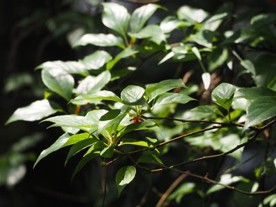 Schisandra arisanensis, photographed by 葉子
