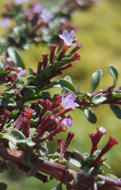 Lythrum tribracteatum, photographed by Alex Abair