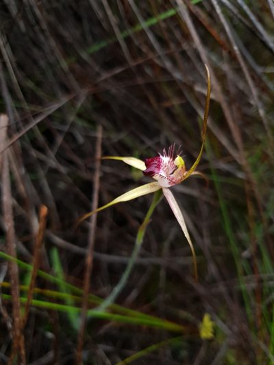 Caladenia heberleana, photographed by Em Lamond