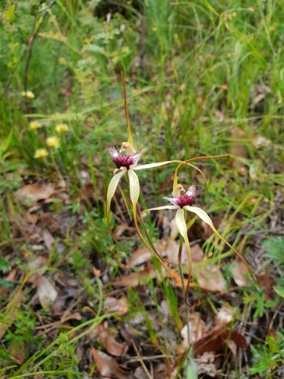 Caladenia heberleana, photographed by Em Lamond