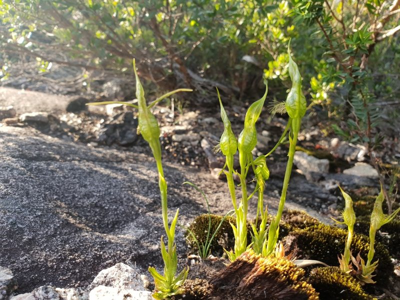 Pterostylis saxosa, photographed by Em Lamond