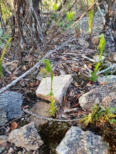 Pterostylis saxosa, photographed by Em Lamond