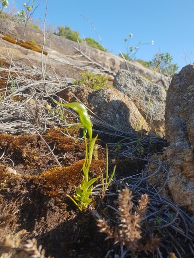 Pterostylis saxosa, photographed by Em Lamond