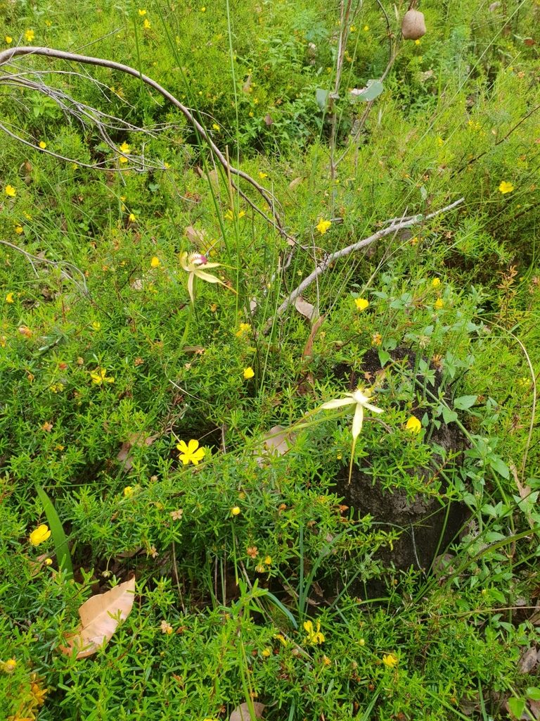 Caladenia citrina, photographed by Em Lamond