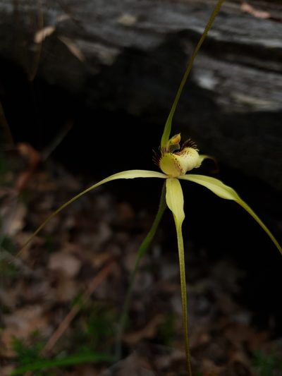 Caladenia citrina, photographed by Em Lamond
