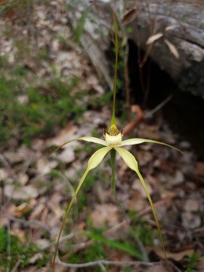 Caladenia citrina, photographed by Em Lamond