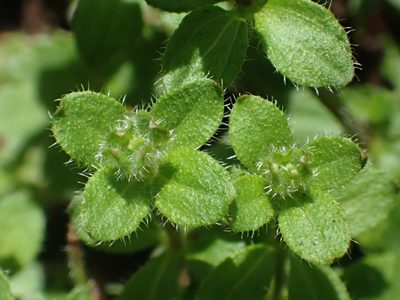 Trichogalium formosense, photographed by 葉子