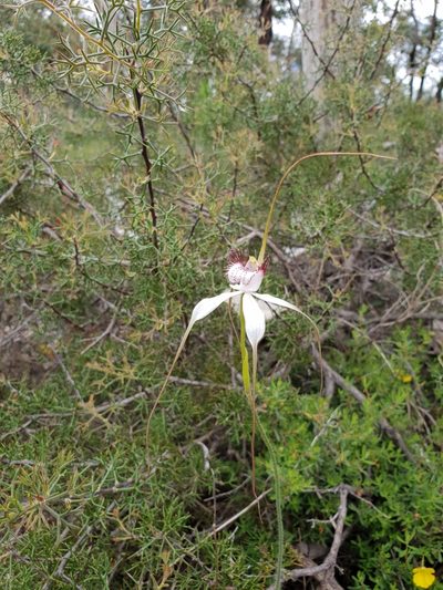 Caladenia splendens, photographed by Em Lamond