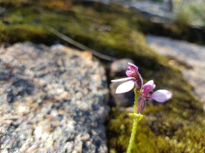 Eriochilus scaber, photographed by Em Lamond