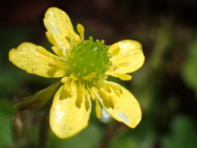 Ranunculus taisanensis, photographed by 葉子