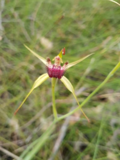 Caladenia paludosa, photographed by Em Lamond