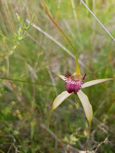Caladenia paludosa, photographed by Em Lamond