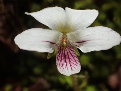 Viola adenothrix, photographed by 葉子