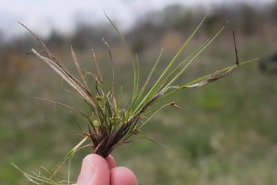 Carex umbellata, photographed by Quinten Wiegersma