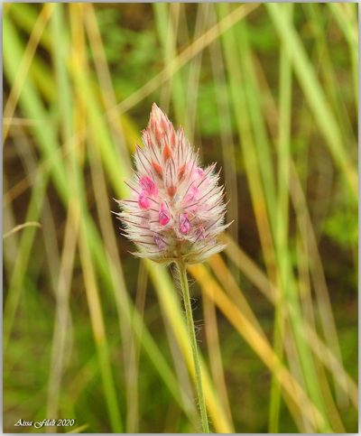 Ebenus pinnata, photographed by Aissa Djamel Filali
