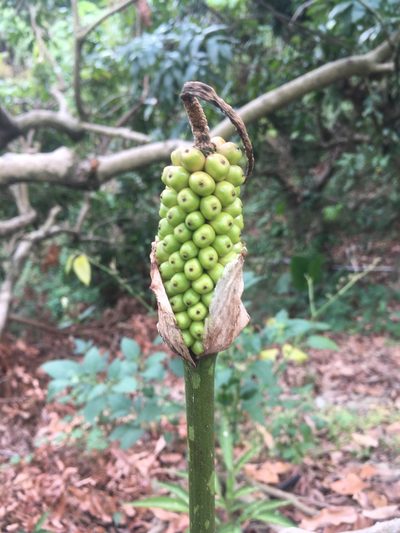 Amorphophallus kiusianus, photographed by 周榮茂