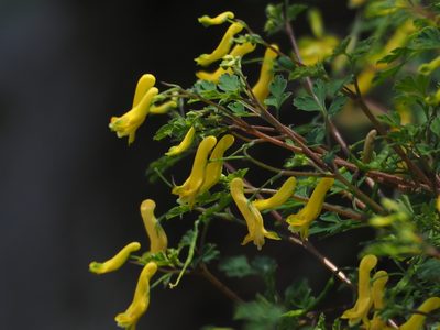 Corydalis pallida, photographed by 葉子