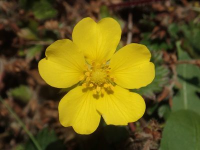 Potentilla matsumurae, photographed by 葉子