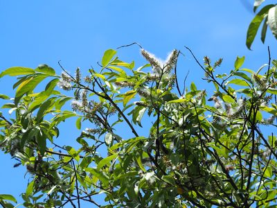 Salix fulvopubescens, photographed by 葉子