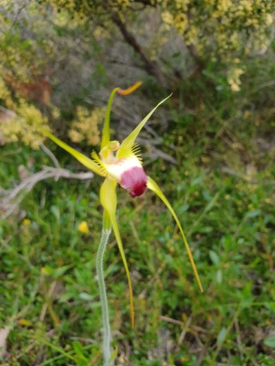Caladenia infundibularis, photographed by Em Lamond
