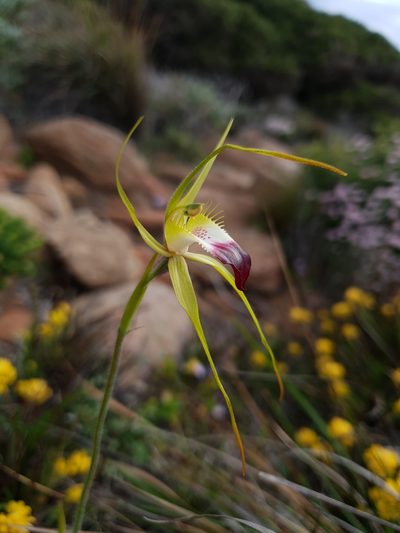 Caladenia infundibularis, photographed by Em Lamond