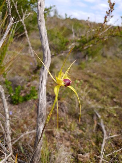 Caladenia infundibularis, photographed by Em Lamond