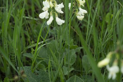 Lathyrus pannonicus, photographed by Conrad Altmann