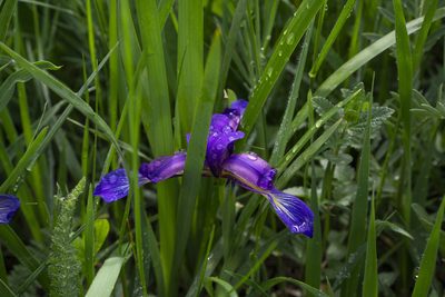 Iris graminea, photographed by Conrad Altmann
