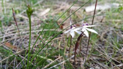 Caladenia saccharata, photographed by Em Lamond