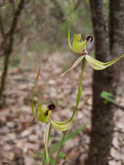 Caladenia attingens, photographed by Em Lamond