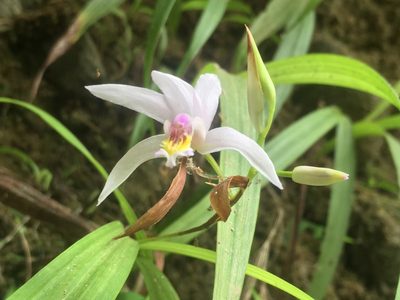 Bletilla formosana, photographed by 周榮茂