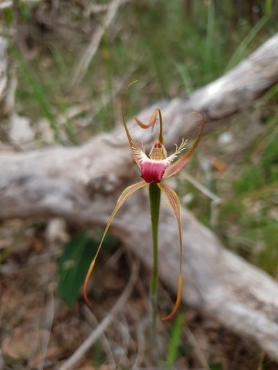 Caladenia ferruginea, photographed by Em Lamond