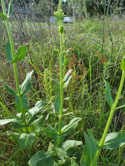 Physostegia digitalis, photographed by Joshua Soileau