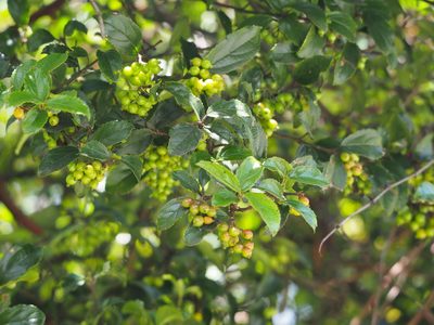 Viburnum suspensum, photographed by 葉子