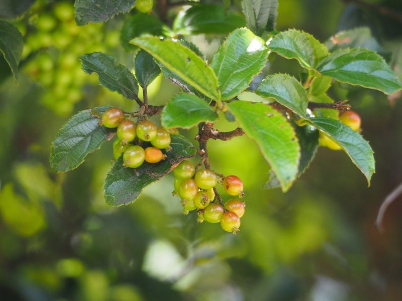 Viburnum suspensum, photographed by 葉子