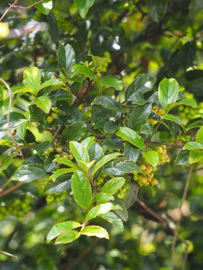 Viburnum suspensum, photographed by 葉子
