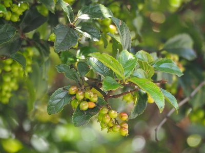 Viburnum suspensum, photographed by 葉子
