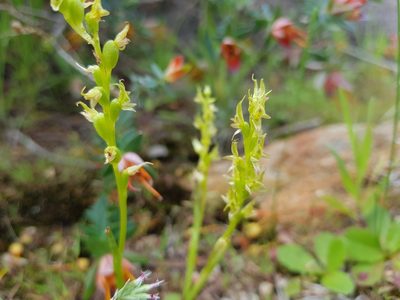 Prasophyllum gracile, photographed by Em Lamond