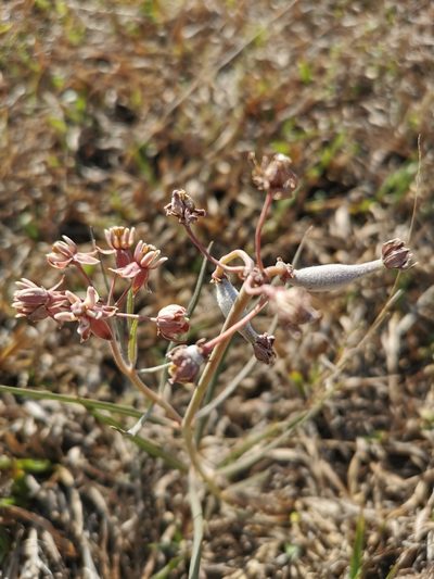Asclepias fournieri, photographed by Juan Carlos Pérez Magaña