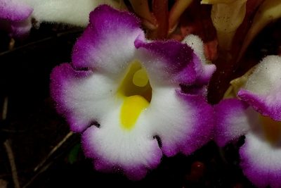 Christisonia tubulosa, photographed by renjus box