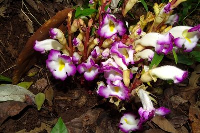 Christisonia tubulosa, photographed by renjus box