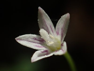 Peracarpa carnosa, photographed by 葉子