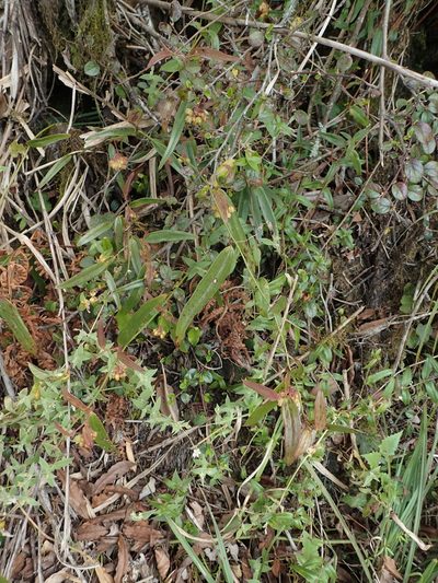 Smilax elongatoumbellata, photographed by 葉子