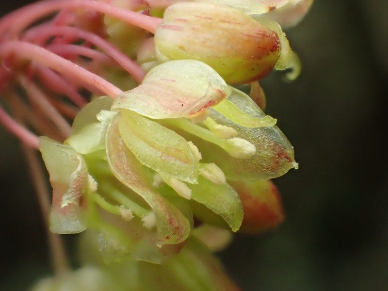 Smilax elongatoumbellata, photographed by 葉子